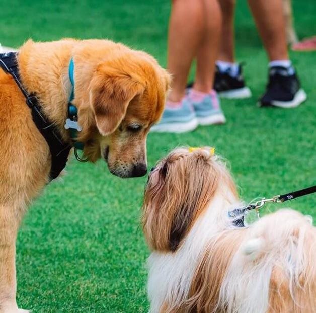 Hailsham Crufts - free event at Bowes House