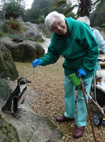 Witney care home resident, 90, has flippin' good time as honorary penguin keeper