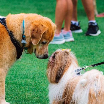 Hailsham care home to host community dog show