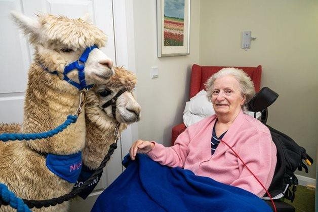 Stroud care home makes resident’s wish come true with alpaca visit