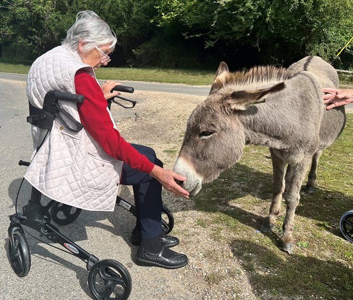 Salisbury Manor - Salisbury Manor - Donkey wish 